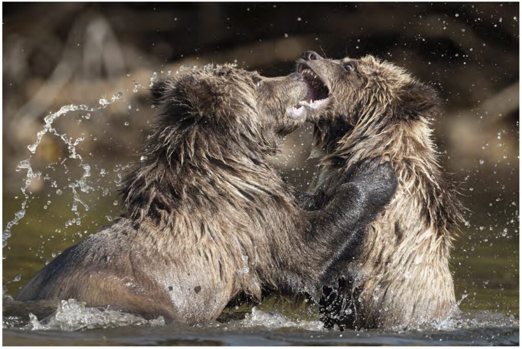 Photograph of two bears starting to fight hard in a river